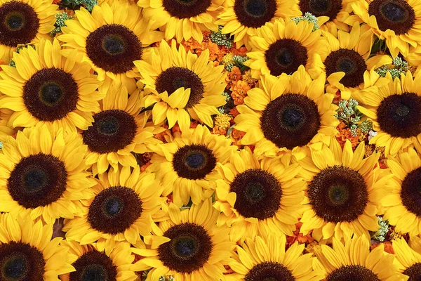 Sunflowers bouquet. Background of bright yellow sunflowers. Top view, greeting card.