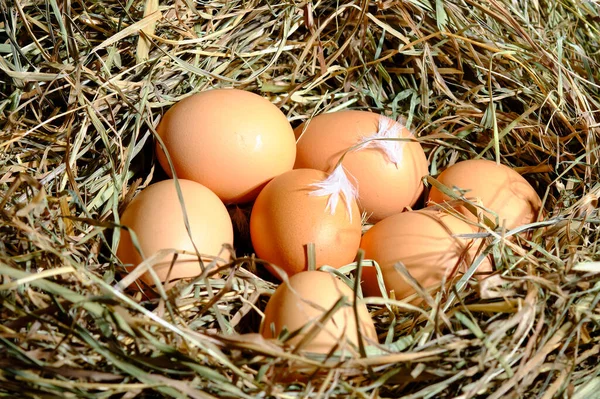 Свежие Куриные Яйца Сенном Гнезде — стоковое фото