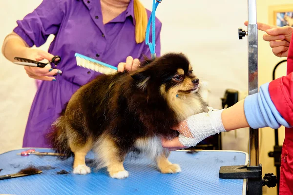 Уход Собаками Spitz Pomeranian Кабине — стоковое фото