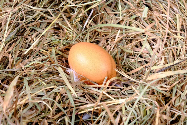 Ένα Φρέσκο Αυγό Κοτόπουλου Βρίσκεται Στο Ξηρό Γρασίδι — Φωτογραφία Αρχείου