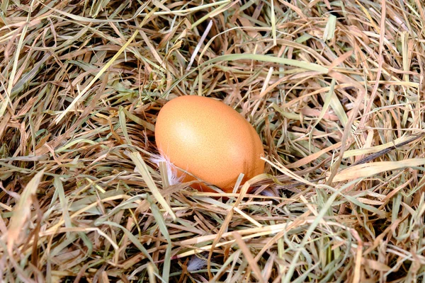 Ett Färskt Hönsägg Ligger Torrt Gräs — Stockfoto