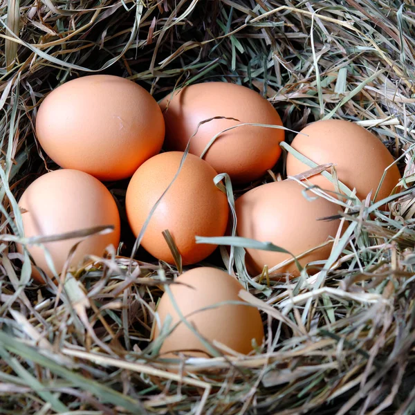 Свежие Куриные Яйца Сухой Траве Сено Концепция Здорового Питания — стоковое фото
