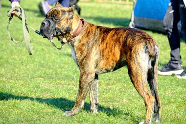 Yürüyüş sırasında boksör köpeği çimlerin üzerinde durur..