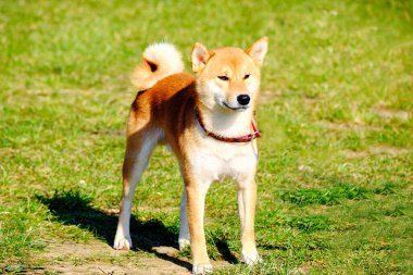 Japon av köpeği Shiba Inu yeşil çimlerin üzerinde duruyor..