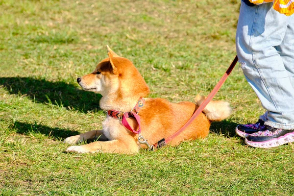 Pies Shiba Inu Polowanie Leży Trawie Obok Właściciela — Zdjęcie stockowe