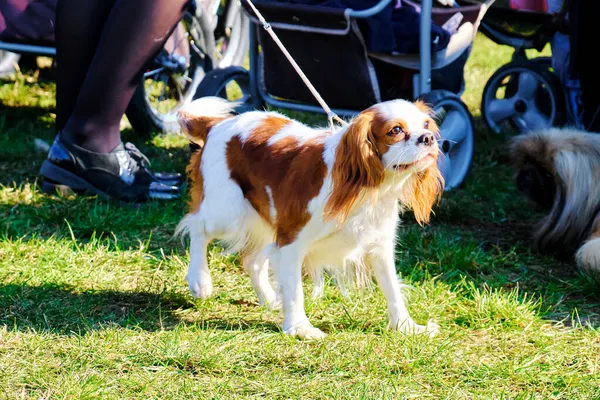 キャバリエの犬チャールズ スパニエル王が散歩中 — ストック写真
