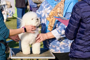 Breed konformasyon şampiyonasında uzmanların incelemesi sırasında bir Bichon-Frise köpeği.