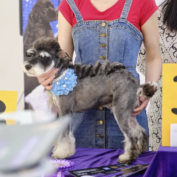 Uma mulher demonstra um corte de cabelo incomum de um cão schnauzer — Fotografia de Stock