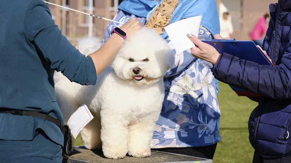 Bichon Frise, gösteri sırasında cinsiyet standartlarına göre uzmanlar tarafından incelenir.