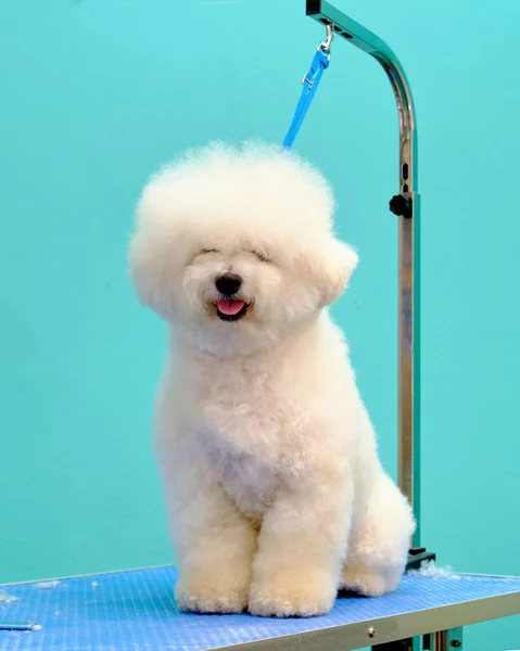 The bichon frise is tied with a ring on the grooming table — Stock Photo, Image