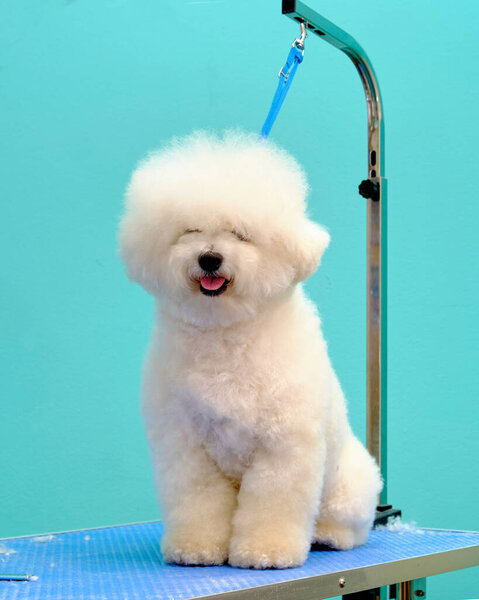 The bichon frise is tied with a ring on the grooming table
