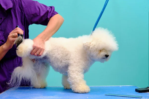 En bedårande vit bichon friterad hund som vårdas av en professionell putsare — Stockfoto