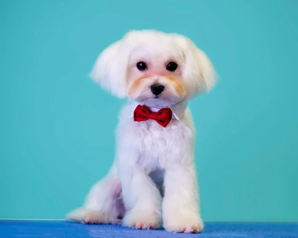 Um filhote de cachorro de um cão maltês branco com uma borboleta vermelha após a preparação — Fotografia de Stock