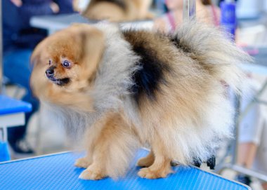 Tüylü Pomeranian tımar masasında..