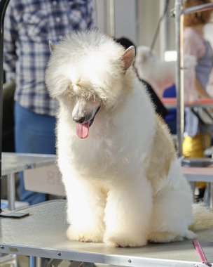 Kıllı bir Çin arması dili açık oturur..