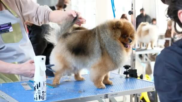 在美容师大赛上专业理发的波美拉尼亚犬 — 图库视频影像