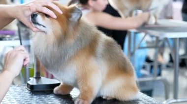 Özel bir kuaförde bir Pomeranya köpeğini dövüştürmek