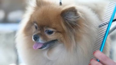 Tımarcı yünü tarar ve Pomeranya şeklindeki çizgileri düzleştirir.