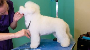 Kadın profesyonel kuaför, bichon friz köpeğini makasıyla kesiyor.
