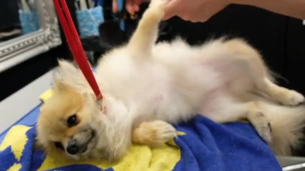 Empregado Secando Cabelo Cachorro Pomerano Depois Lavar Uma Barbearia Deitada — Vídeo de Stock