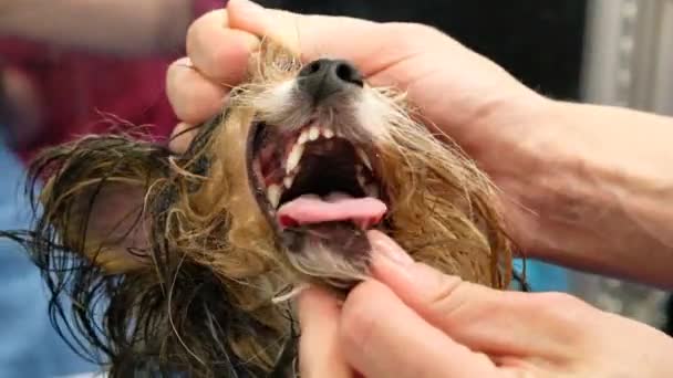 Mutatja Yorkshire Terrier Fogak Ultrahangos Tisztítás Után — Stock videók