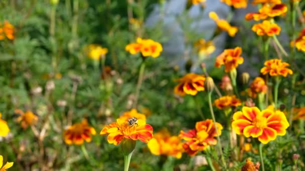 Bij Verzamelt Nectar Vliegt Weg Van Bloem — Stockvideo