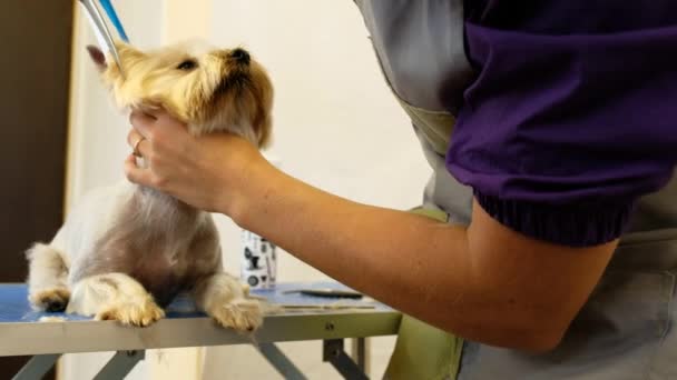 Ein Yorkshire Terrier Hund Beim Haarschnitt Mit Der Schere — Stockvideo