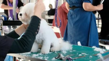 Bir kadın, bir bichon köpeğinin tüylerini bir hayvan salonunda tarak ile düzeltir.