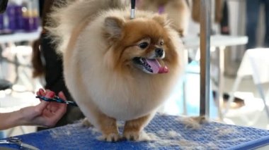 Pomeranian 'ın makaslı saç kesimi. Özel bir salonda profesyonel köpek bakımı.