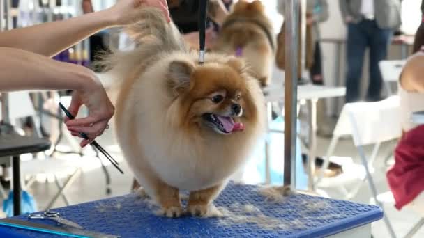 Een Gelukkige Pommerse Hond Die Verzorgd Wordt Salon Handen Van — Stockvideo
