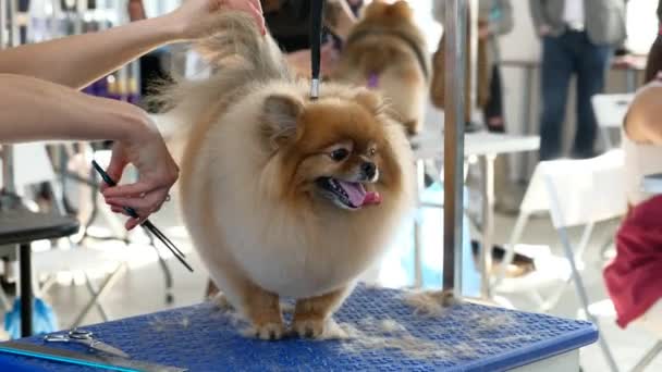 Ein Fröhlicher Pommernhund Der Salon Gepflegt Wird Hände Des Groomers — Stockvideo