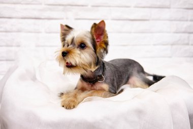 Yorsh Terrier beyaz tuğlalı arka plana karşı beyaz ve narin bir malzeme üzerine yatar..