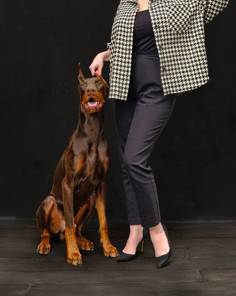 Dobermann Pinscher Hund Sitzt Neben Einer Frau Auf Schwarzem Hintergrund — Stockfoto