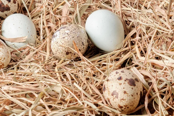 Перепелиные яйца в гнезде сухой травы, сено крупным планом — стоковое фото