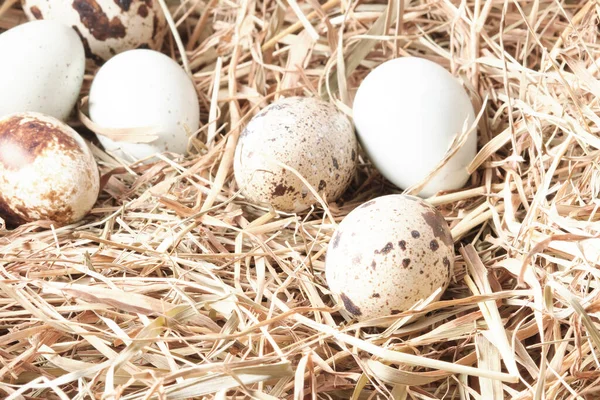 Перепелиные яйца на сухой траве. Концепция здорового питания — стоковое фото