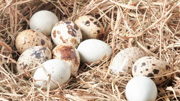 Фото перепелиных яиц на фоне сена — стоковое фото