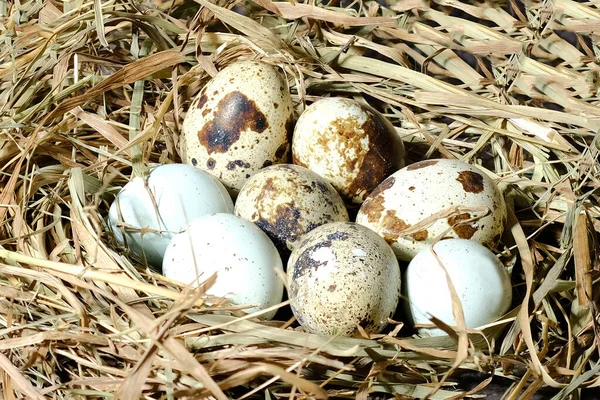 Перепелиные яйца крупным планом на сене, понятие здорового питания — стоковое фото