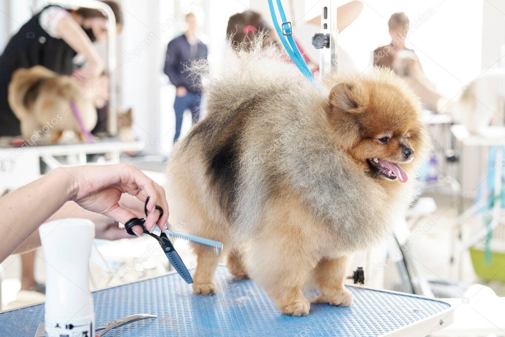 model haircut of dog hair with scissors. The concept of popularization of dog grooming and grooming.