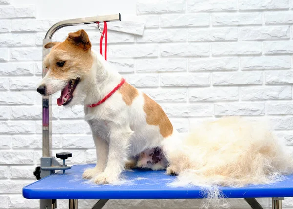 Jack Russell Terrier Efter Ömsning Bredvid Förlorat Hår Hund Päls — Stockfoto