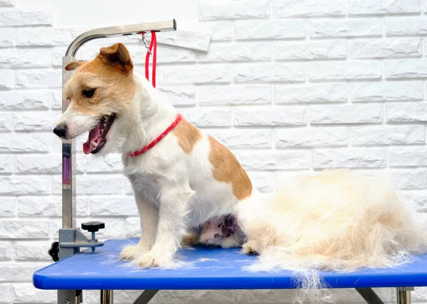 Jack Russell Terrier. Kayıp saç ve köpek kürkünün yanına döküldükten sonra..