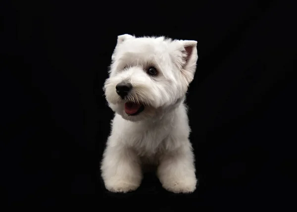 West Highland Witte Terrier Puppy Een Zwarte Achtergrond Close — Stockfoto