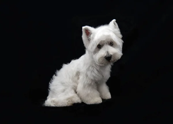 West Highland White Terrier Cachorro Sienta Sobre Fondo Negro Estudio — Foto de Stock