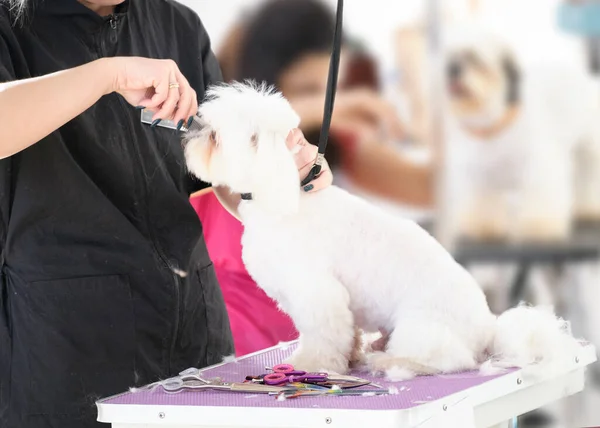 Malteser Hundepflege Hände Mit Kamm Bürstendem Hund — Stockfoto