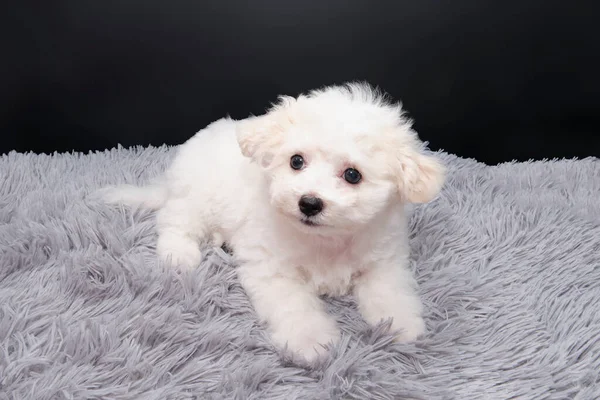 Siyah arka planda yalıtılmış tüylü bir paspas üzerinde Malta köpeği..