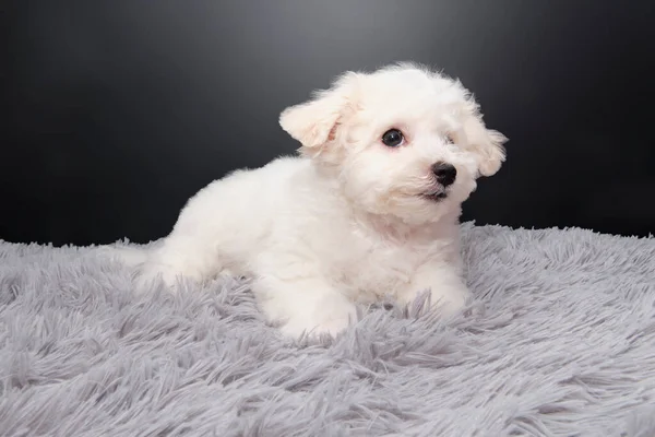 Maltalı süs köpeği köpek yavrusu siyah bir arka planın önünde pofuduk bir halının üzerinde yatıyor..
