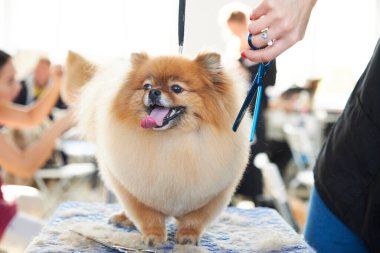 Bir kadının eli, bir pomeranian 'ın göğsünün şeklini makasla düzeltir..