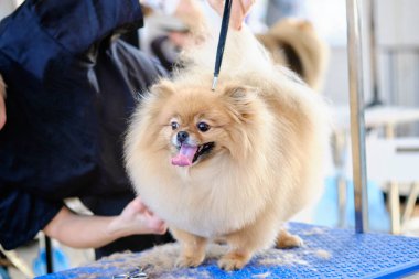 Kuafördeki köpek bakım masasındaki Spitz..