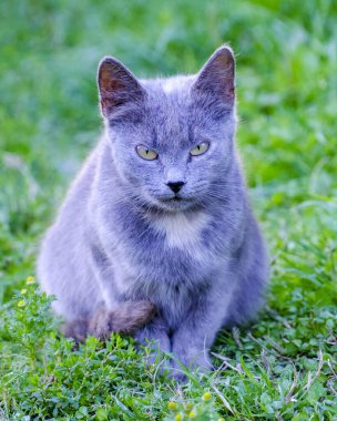 Güzel gözleri olan güzel gri kedi yeşil çimenlerde oturuyor..