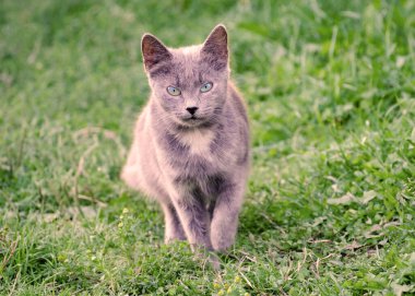 Güneşli bir günde çimlerde genç bir kedi.