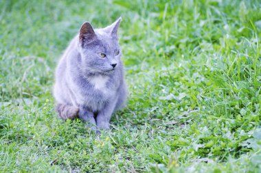 Şirin kedi yeşil çimenlerde oturur ve başka yere bakar..